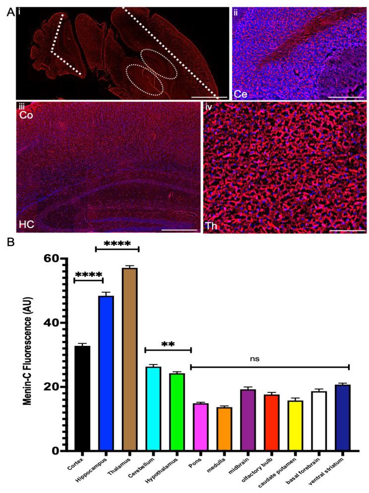 https://cdn.ncbi.nlm.nih.gov/pmc/blobs/6644/8156519/07b211eb0d86/cells-10-01215-g006.jpg