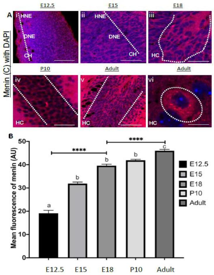 https://cdn.ncbi.nlm.nih.gov/pmc/blobs/6644/8156519/f13b5fa84dd2/cells-10-01215-g005.jpg