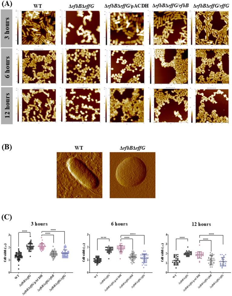 https://cdn.ncbi.nlm.nih.gov/pmc/blobs/6648/12136496/3fc6eb5e11e6/fmicb-16-1572117-g002.jpg