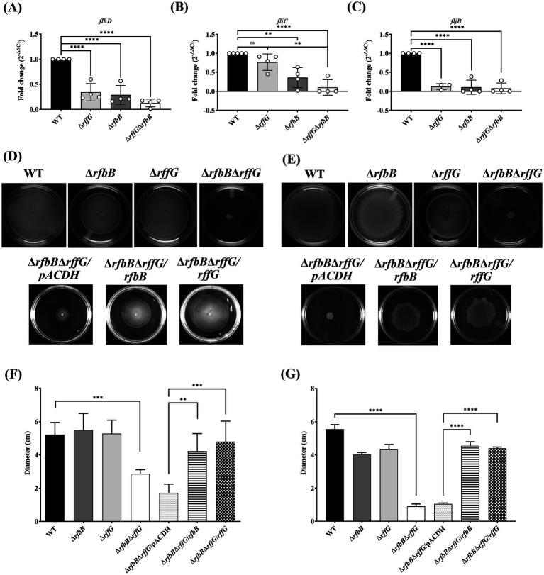 https://cdn.ncbi.nlm.nih.gov/pmc/blobs/6648/12136496/cfe13364eeb7/fmicb-16-1572117-g005.jpg