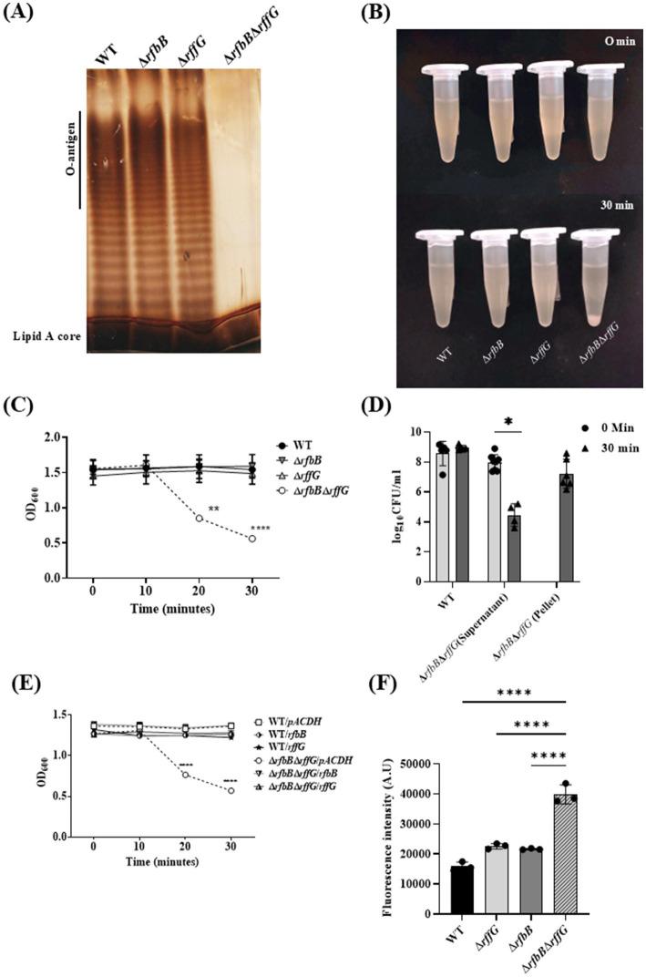 https://cdn.ncbi.nlm.nih.gov/pmc/blobs/6648/12136496/fec0fd3f8a89/fmicb-16-1572117-g004.jpg