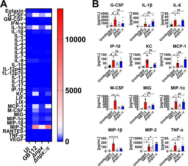 https://cdn.ncbi.nlm.nih.gov/pmc/blobs/664a/9765263/874e1ba628a0/mbio.02870-22-f007.jpg