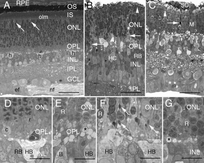 https://cdn.ncbi.nlm.nih.gov/pmc/blobs/664d/2614448/5a2a16aeffd4/mv-v15-10-f1.jpg