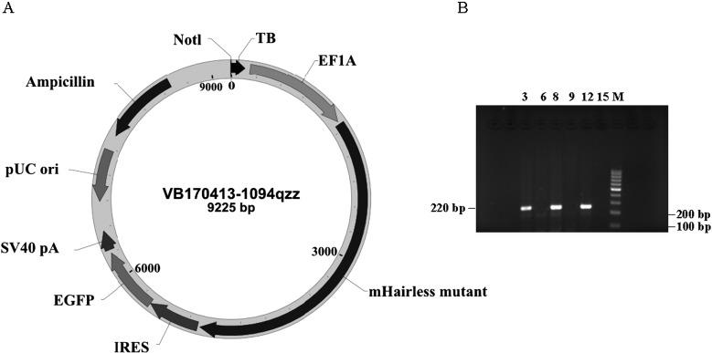 https://cdn.ncbi.nlm.nih.gov/pmc/blobs/6654/5682350/23949ebb7c3a/expanim-66-379-g001.jpg