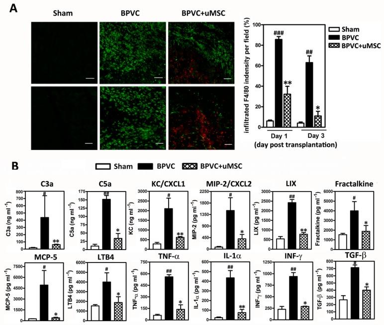 https://cdn.ncbi.nlm.nih.gov/pmc/blobs/6655/6747081/4e84749c7ee2/ijms-20-04312-g004.jpg