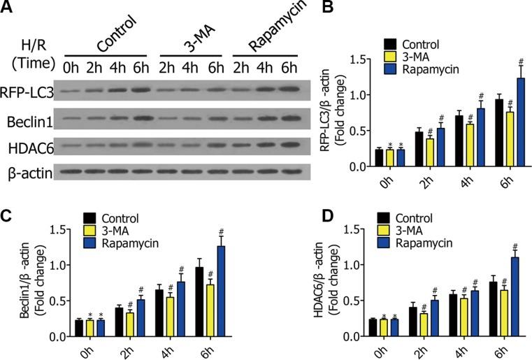 https://cdn.ncbi.nlm.nih.gov/pmc/blobs/665f/5349982/8e7657e9ae33/oncotarget-07-87206-g002.jpg