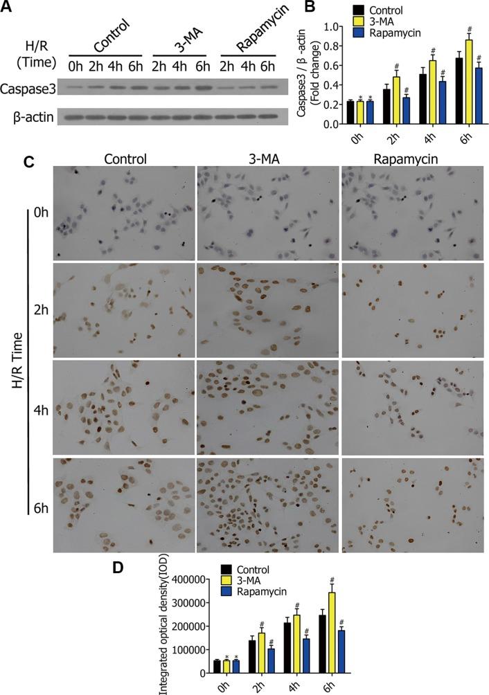 https://cdn.ncbi.nlm.nih.gov/pmc/blobs/665f/5349982/b159bcd5c70d/oncotarget-07-87206-g003.jpg