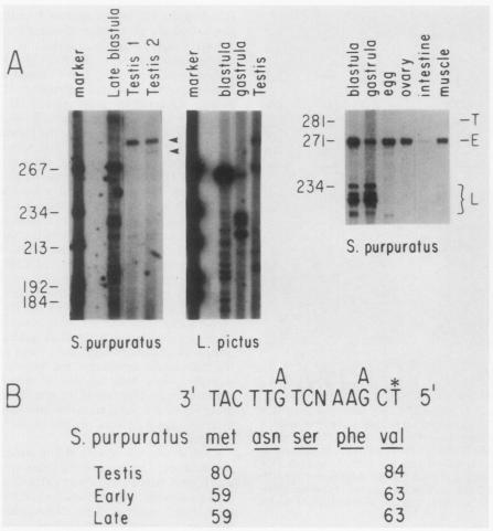 https://cdn.ncbi.nlm.nih.gov/pmc/blobs/6661/367816/15829154f588/molcellb00091-0328-a.jpg