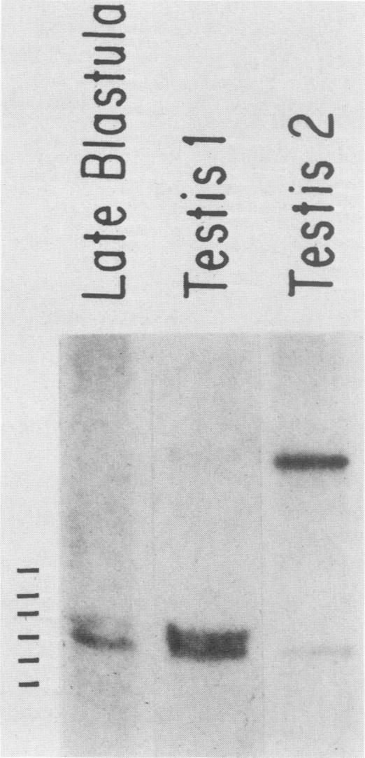 https://cdn.ncbi.nlm.nih.gov/pmc/blobs/6661/367816/3ab7271cd7ec/molcellb00091-0332-a.jpg