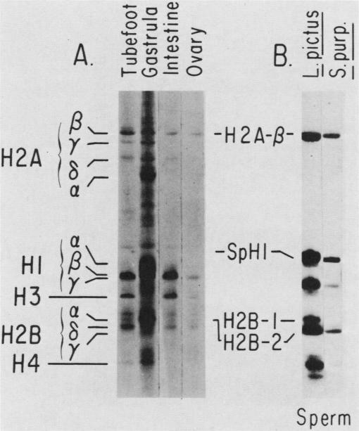 https://cdn.ncbi.nlm.nih.gov/pmc/blobs/6661/367816/7002749310e2/molcellb00091-0325-a.jpg
