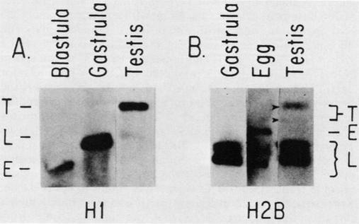https://cdn.ncbi.nlm.nih.gov/pmc/blobs/6661/367816/be716728e904/molcellb00091-0327-b.jpg
