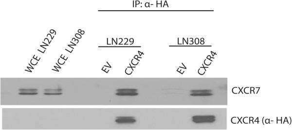 https://cdn.ncbi.nlm.nih.gov/pmc/blobs/6661/3728118/2e7a78413d02/1471-2407-13-347-6.jpg