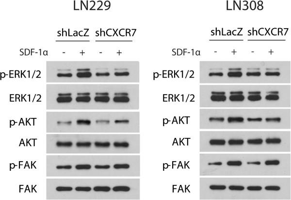 https://cdn.ncbi.nlm.nih.gov/pmc/blobs/6661/3728118/ca2c5f0b4125/1471-2407-13-347-4.jpg