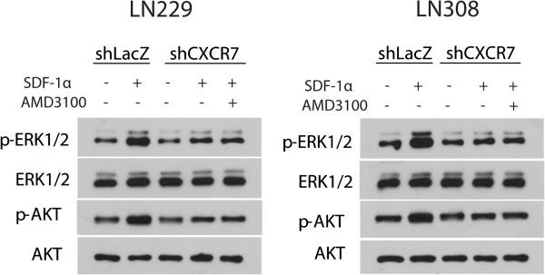 https://cdn.ncbi.nlm.nih.gov/pmc/blobs/6661/3728118/ccf9b42b5c8c/1471-2407-13-347-5.jpg