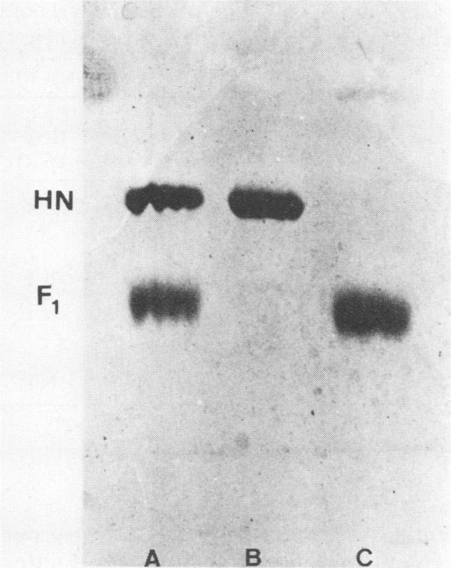 https://cdn.ncbi.nlm.nih.gov/pmc/blobs/6665/254759/2c0a9b95b3eb/jvirol00121-0065-a.jpg