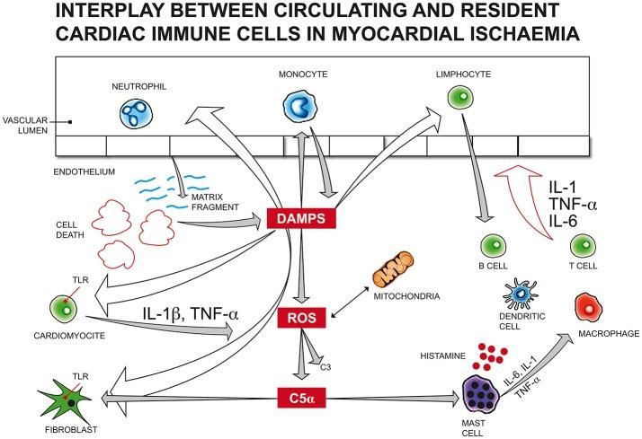 https://cdn.ncbi.nlm.nih.gov/pmc/blobs/6665/6135895/a9dca40e3166/fimmu-09-02031-g0002.jpg