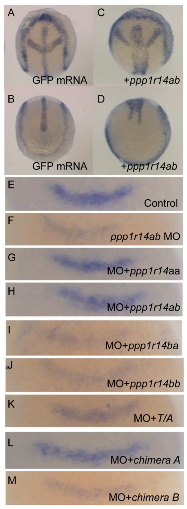 https://cdn.ncbi.nlm.nih.gov/pmc/blobs/6666/7460850/93b2e3932370/ijms-21-05709-g010.jpg