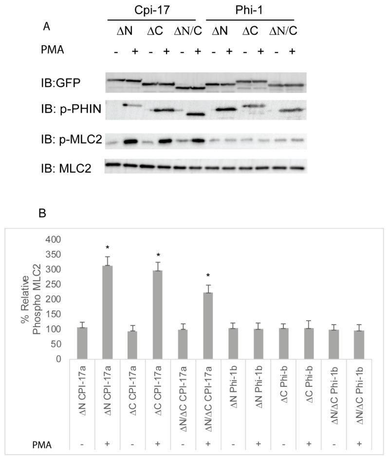 https://cdn.ncbi.nlm.nih.gov/pmc/blobs/6666/7460850/b08504b9bb41/ijms-21-05709-g008.jpg