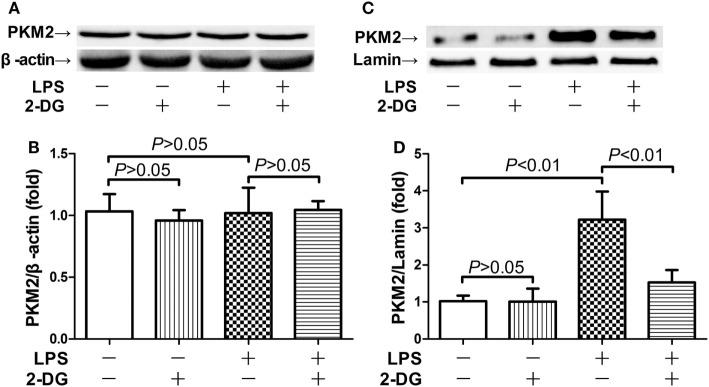 https://cdn.ncbi.nlm.nih.gov/pmc/blobs/6667/5840172/5e45cf1b8bd8/fimmu-09-00426-g003.jpg