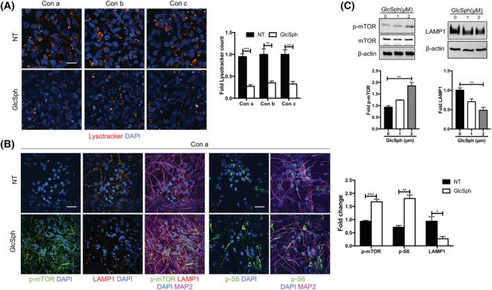 https://cdn.ncbi.nlm.nih.gov/pmc/blobs/6669/8235124/293f816f472f/SCT3-10-1081-g005.jpg