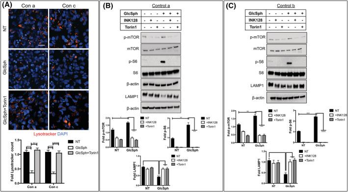 https://cdn.ncbi.nlm.nih.gov/pmc/blobs/6669/8235124/74c3729f6733/SCT3-10-1081-g006.jpg