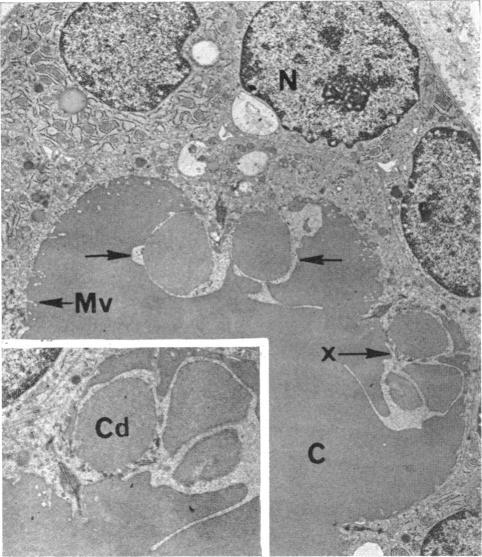 https://cdn.ncbi.nlm.nih.gov/pmc/blobs/6671/292240/76f2a55c33eb/jcinvest00201-0081-a.jpg