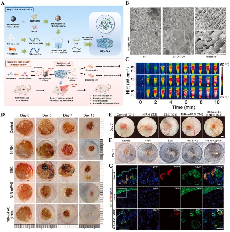 https://cdn.ncbi.nlm.nih.gov/pmc/blobs/6672/12281159/e64d65b73e20/gr14.jpg