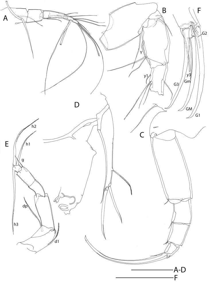 https://cdn.ncbi.nlm.nih.gov/pmc/blobs/6679/5523182/85dffccf3968/zookeys-684-019-g005.jpg