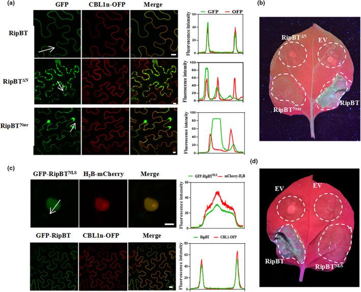 https://cdn.ncbi.nlm.nih.gov/pmc/blobs/667b/10346376/82e468c2b058/MPP-24-947-g001.jpg
