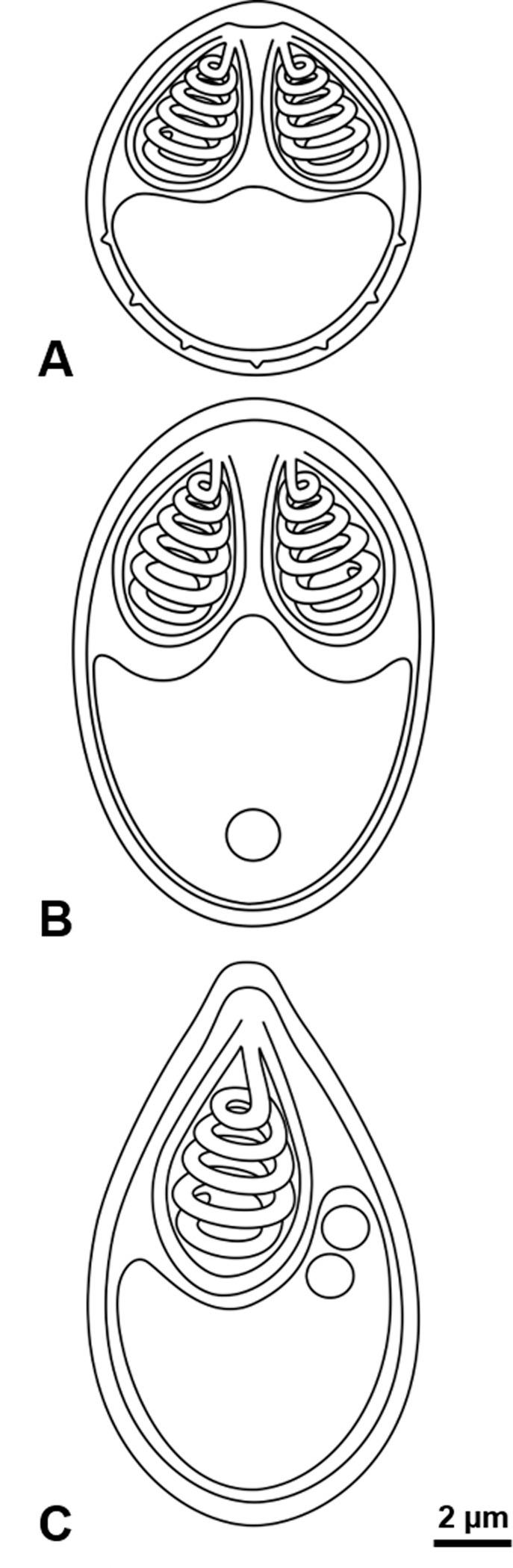 https://cdn.ncbi.nlm.nih.gov/pmc/blobs/667d/6694745/706eb7ed0943/parasite-26-48-fig2.jpg