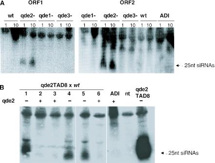 https://cdn.ncbi.nlm.nih.gov/pmc/blobs/6685/1065258/4385a3e0a893/gki300f4.jpg