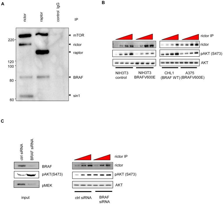 https://cdn.ncbi.nlm.nih.gov/pmc/blobs/6686/3411810/653b76928e9b/pone.0042598.g005.jpg