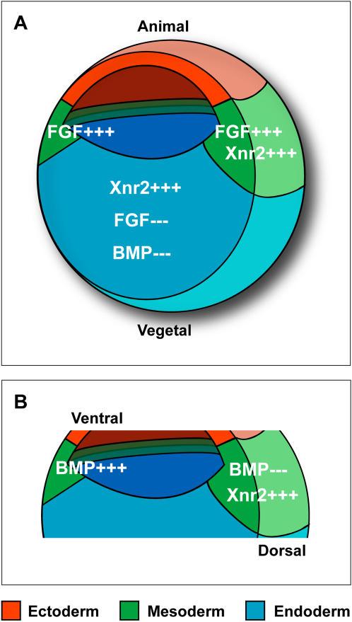 https://cdn.ncbi.nlm.nih.gov/pmc/blobs/6687/1994590/b29c17236422/pone.0001004.g001.jpg