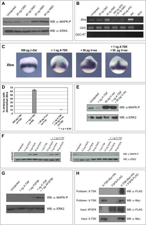 https://cdn.ncbi.nlm.nih.gov/pmc/blobs/6687/1994590/eb8de6462387/pone.0001004.g006.jpg