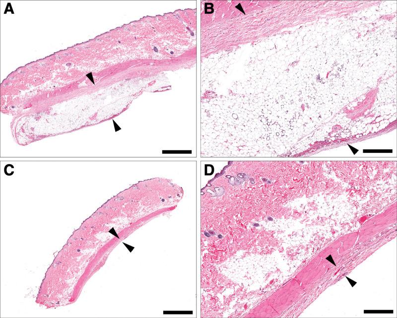 https://cdn.ncbi.nlm.nih.gov/pmc/blobs/6689/8751766/047a6f7b0775/gox-9-e3687-g005.jpg