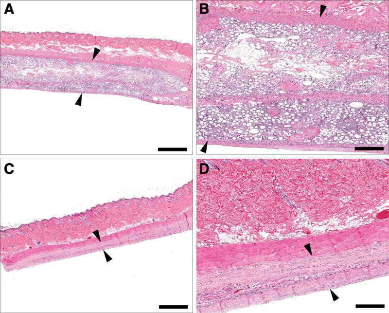 https://cdn.ncbi.nlm.nih.gov/pmc/blobs/6689/8751766/3945a371f4c9/gox-9-e3687-g004.jpg