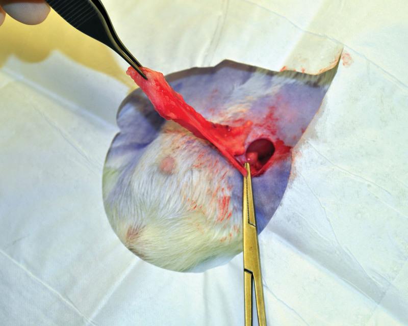 https://cdn.ncbi.nlm.nih.gov/pmc/blobs/6689/8751766/3ea0e48694a9/gox-9-e3687-g001.jpg