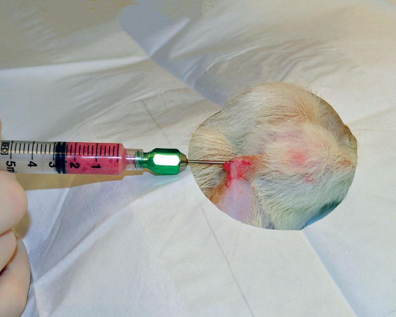https://cdn.ncbi.nlm.nih.gov/pmc/blobs/6689/8751766/abac3985d5f2/gox-9-e3687-g002.jpg