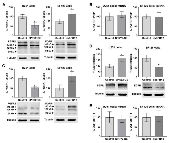 https://cdn.ncbi.nlm.nih.gov/pmc/blobs/668c/11639775/076871691273/cells-13-01967-g007.jpg