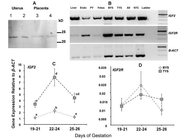 https://cdn.ncbi.nlm.nih.gov/pmc/blobs/668c/2276195/95c7eebb464f/1471-213X-8-17-4.jpg
