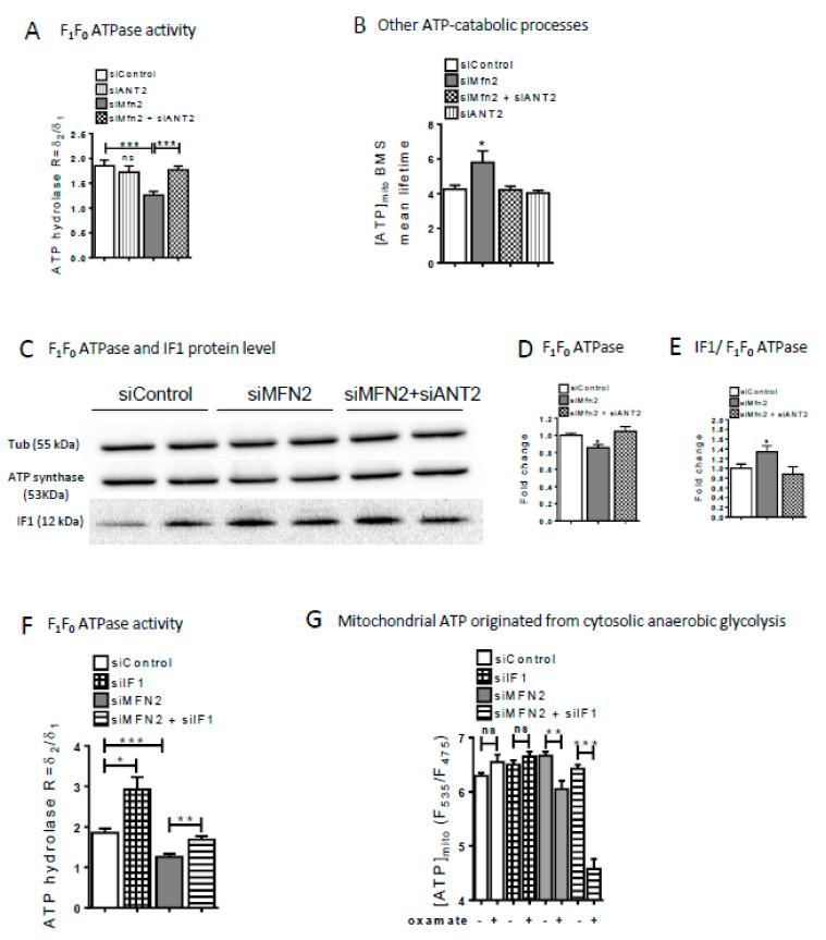 https://cdn.ncbi.nlm.nih.gov/pmc/blobs/6693/7760820/5cedd151e37a/cells-09-02542-g004.jpg