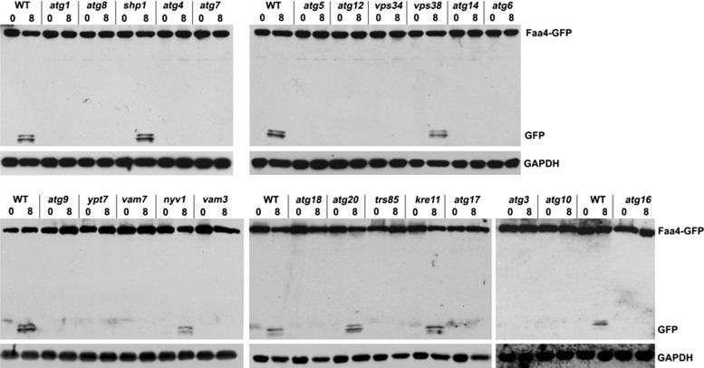 https://cdn.ncbi.nlm.nih.gov/pmc/blobs/6695/3890349/ce025314d9f7/290fig4.jpg