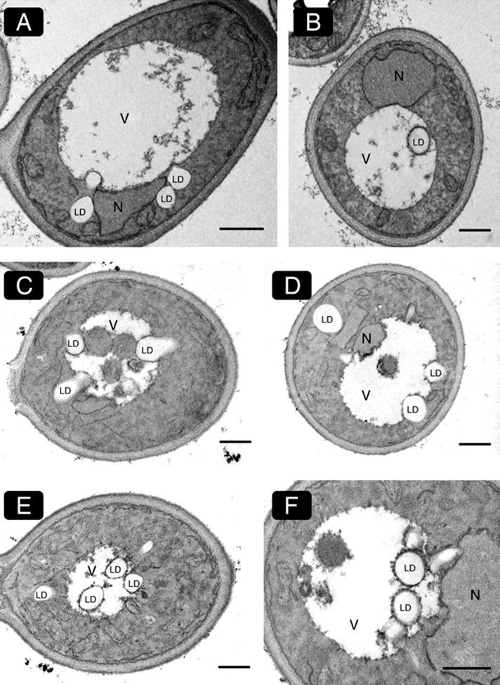 https://cdn.ncbi.nlm.nih.gov/pmc/blobs/6695/3890349/d6ce06a872c1/290fig2.jpg