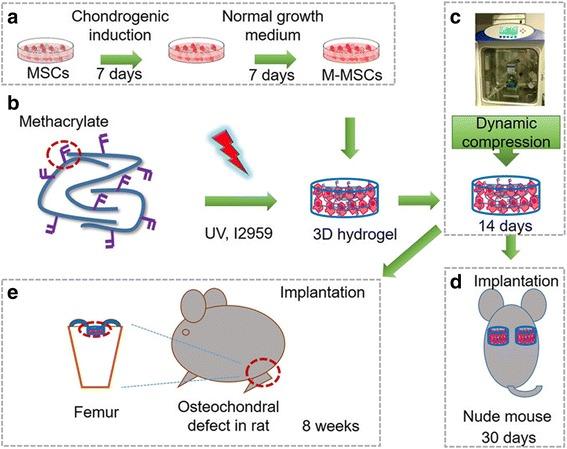 https://cdn.ncbi.nlm.nih.gov/pmc/blobs/6695/5627486/60a067438f99/13287_2017_672_Fig1_HTML.jpg