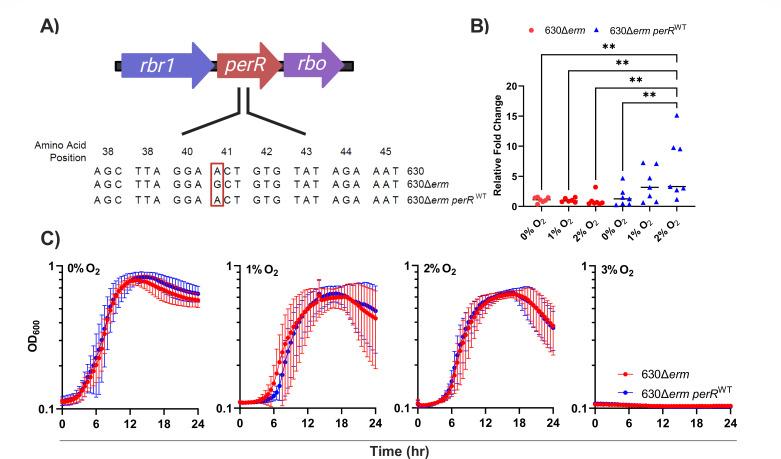 https://cdn.ncbi.nlm.nih.gov/pmc/blobs/6699/11841134/26791a6d6ccf/jb.00468-24.f001.jpg