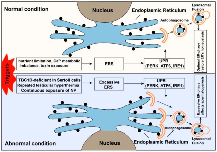 https://cdn.ncbi.nlm.nih.gov/pmc/blobs/6699/7700316/abf60c663196/cells-09-02523-g004.jpg