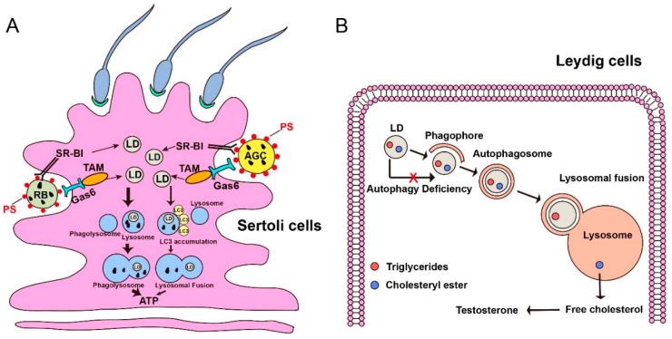 https://cdn.ncbi.nlm.nih.gov/pmc/blobs/6699/7700316/dc8385d5d986/cells-09-02523-g003.jpg
