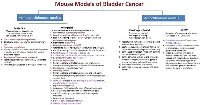 https://cdn.ncbi.nlm.nih.gov/pmc/blobs/669c/5593682/e583a40e6d8c/oncotarget-08-57766-g002.jpg