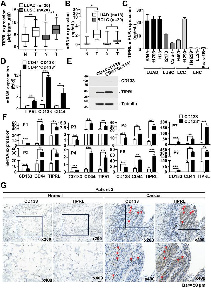 https://cdn.ncbi.nlm.nih.gov/pmc/blobs/669d/11423089/8023de3ee368/ADVS-11-2406309-g004.jpg