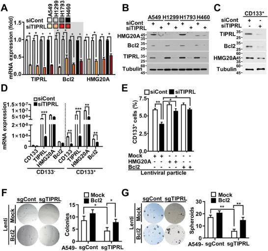 https://cdn.ncbi.nlm.nih.gov/pmc/blobs/669d/11423089/ce027e748eb8/ADVS-11-2406309-g003.jpg
